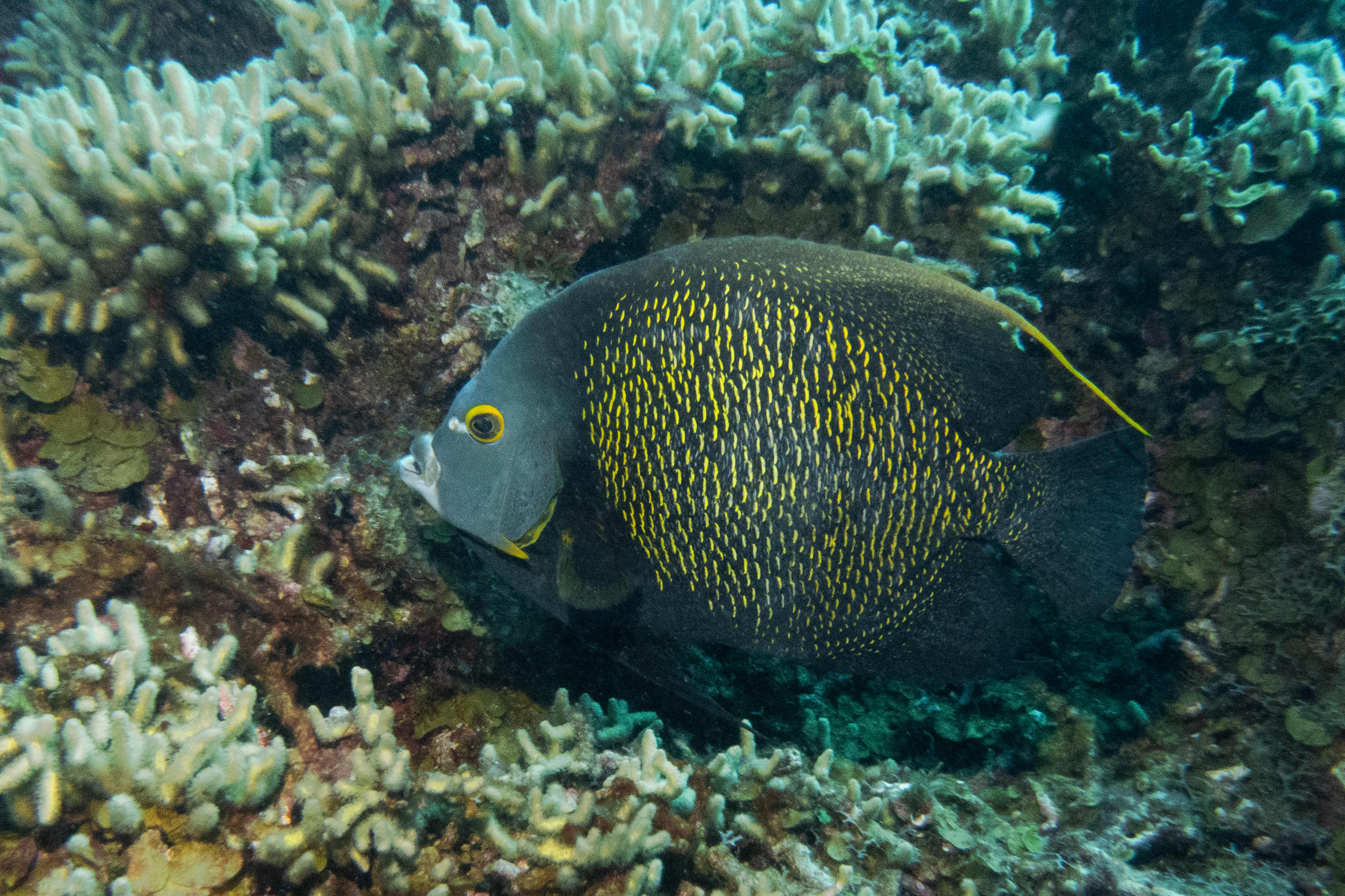 Bonaire