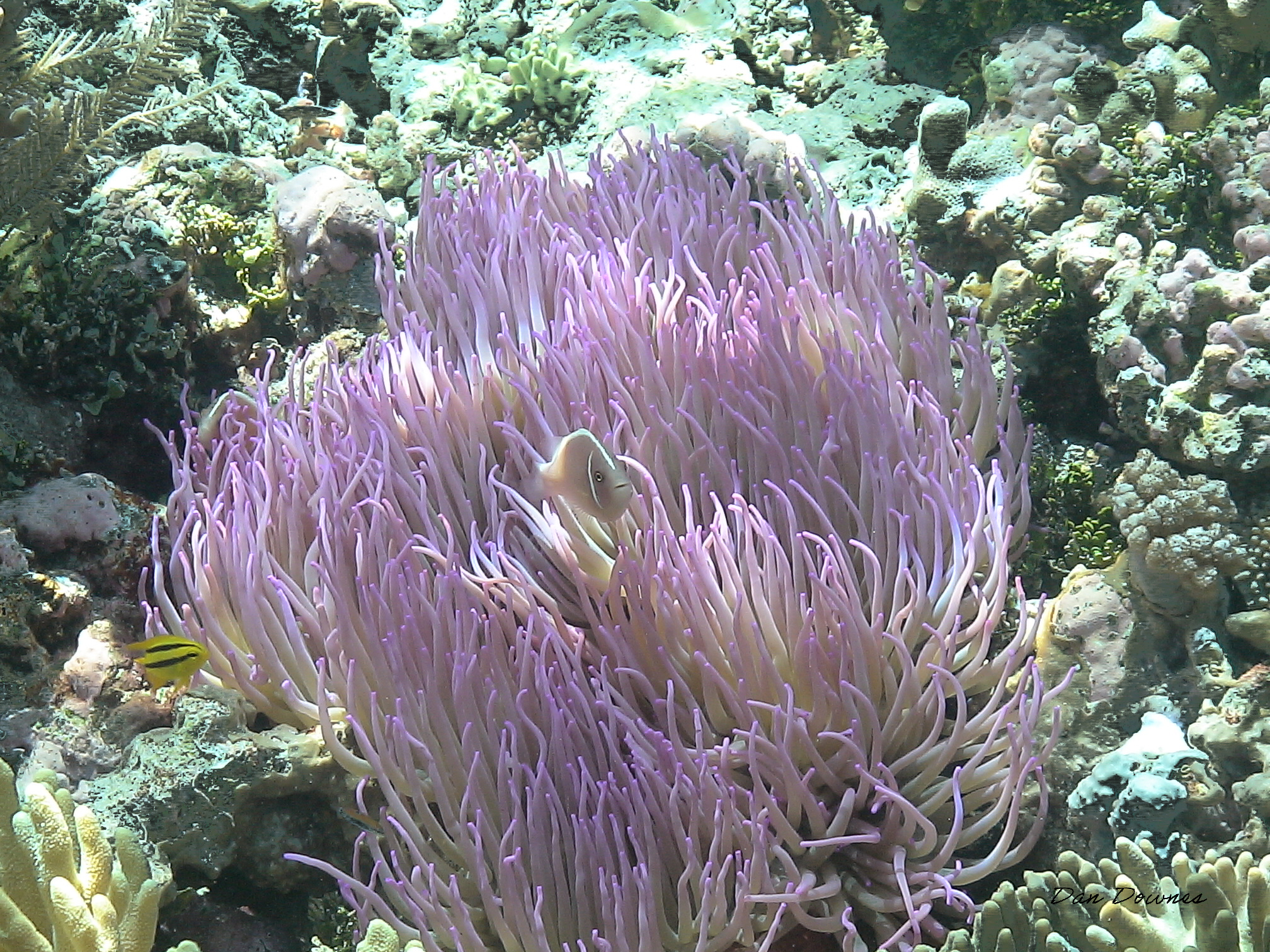 Wakatobi